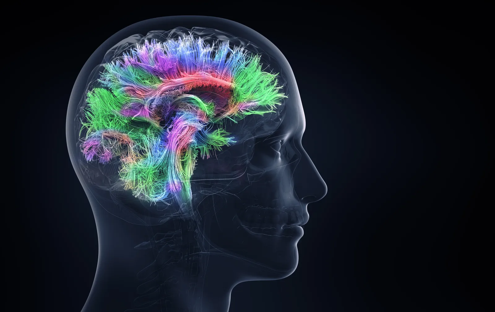 Illustration of a transparent human head revealing colorful neural pathways in the brain.