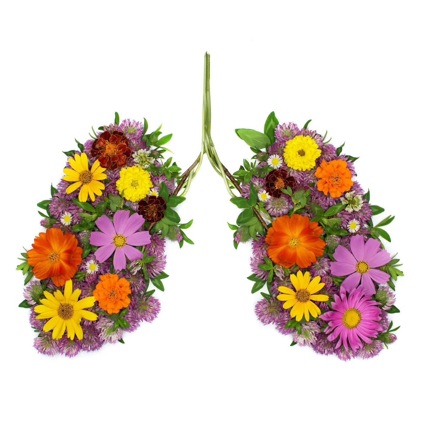 Pair of human lungs composed of colorful fresh flowers on a white background.