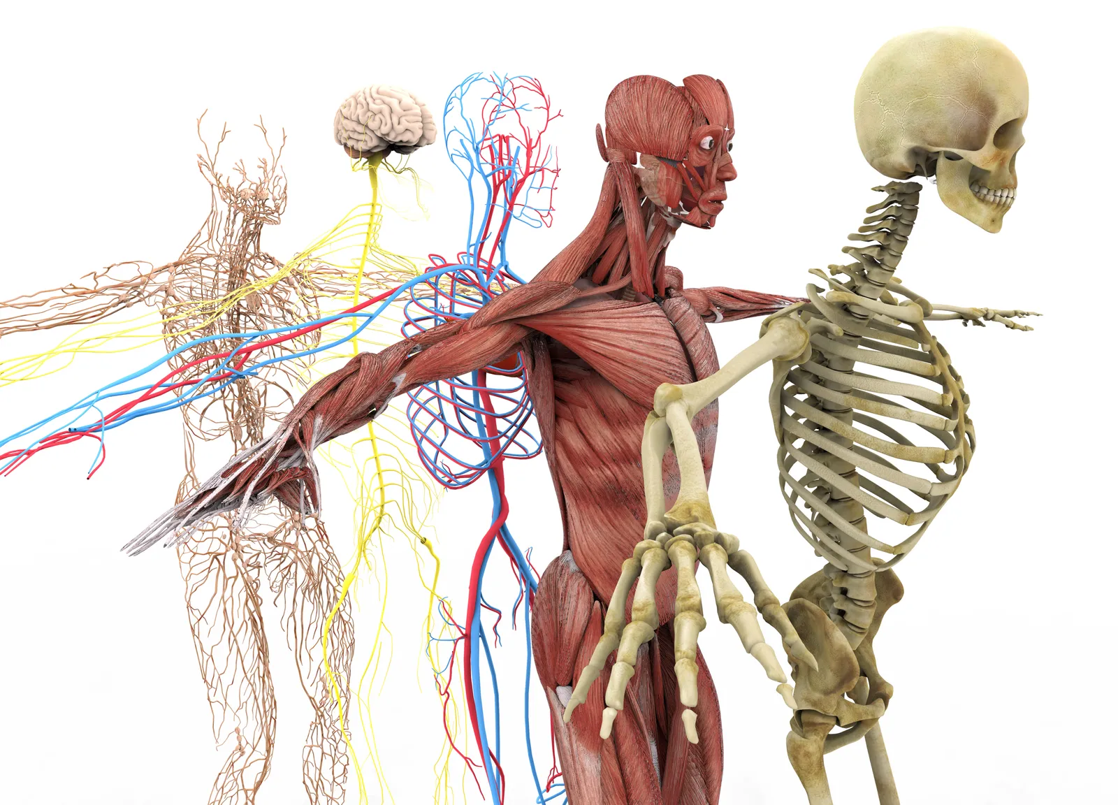 Anatomical illustration showing the nervous, muscular, skeletal, and circulatory systems of the body.